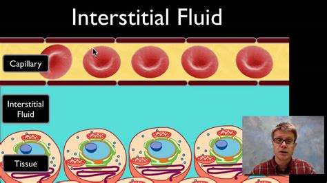 interstitial fluid measuring less than 1 mm thick|interstitial fluid lab work.